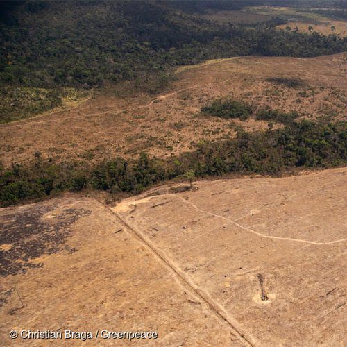 Fazenda Santa Rosa em funcionamento um ano após promover queimadas na região da Amazônia